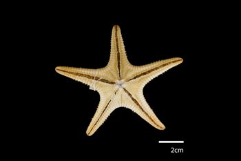 Media type: image; Invertebrate Zoology AST-41   Description: whole body;  Aspect: ventral